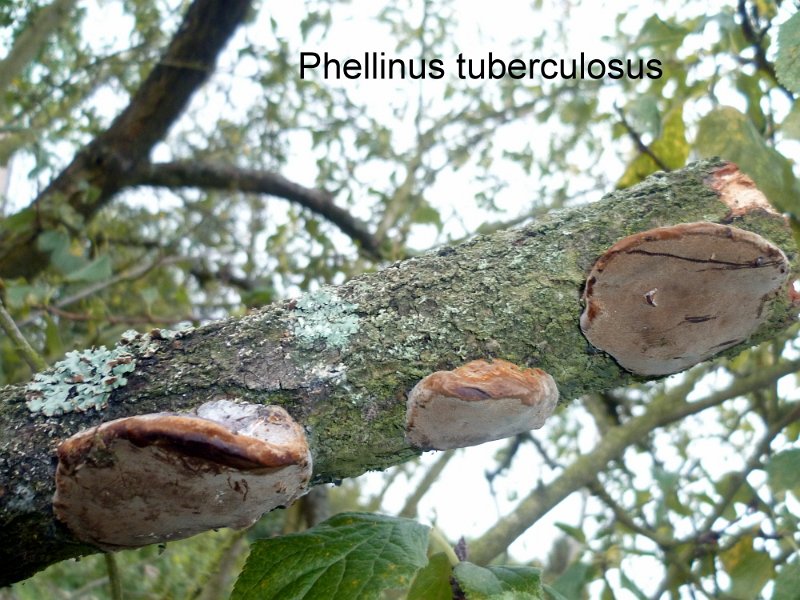 Phellinus tuberculosus-amf1535.jpg - Phellinus tuberculosus ; Syn: Phellinus pomaceus ; Nom français: Polypore des vergers